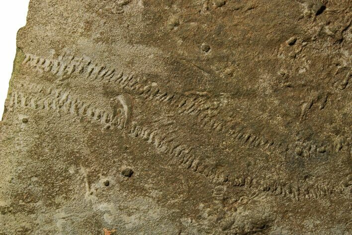 Cruziana (Fossil Trilobite Trackway) - Morocco #375321